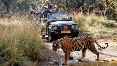Ranthambore Tiger Reserve Safari Park