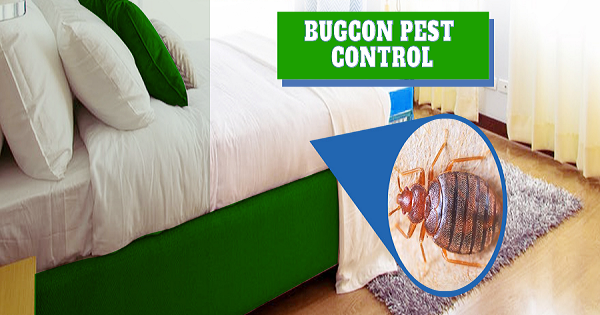 Bedbugs Control in Jaipur