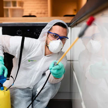 Termite Pest Control​ in Jaipur