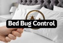 Bedbugs Control in Jaipur