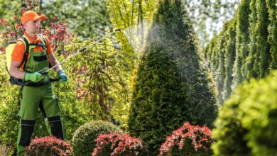 Best Pest Control in Jaipur