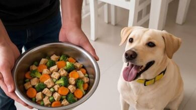 Pet Food Pune